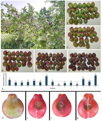 A new brown rot disease of plum caused by Mucor xinjiangensis sp. nov. and screening of its chemical control